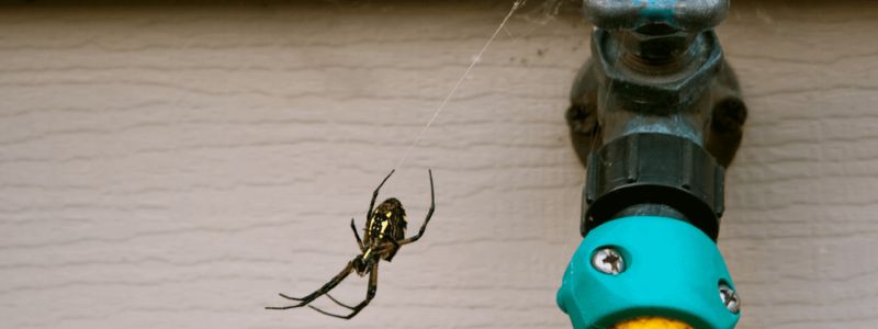 Common House Spider Pest Control Services