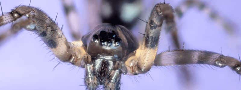 Your Home Owners Guide To Common Florida Spiders