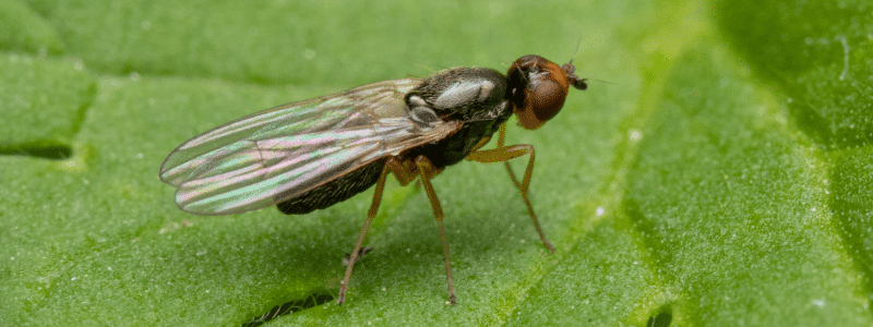 Wasp Control