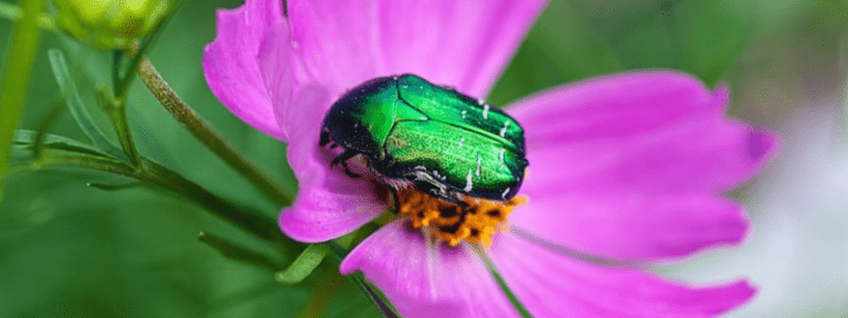 How to Get Rid of Carpet, Japanese, & Cigarette Beetles - The Ultimate  Guide (2023)