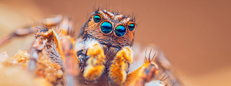 Are Jumping Spiders Poisonous? - Insectek Pest Solutions