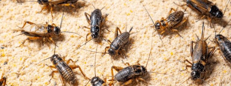 How Do You Know If You Have a Cricket Infestation? (and How to