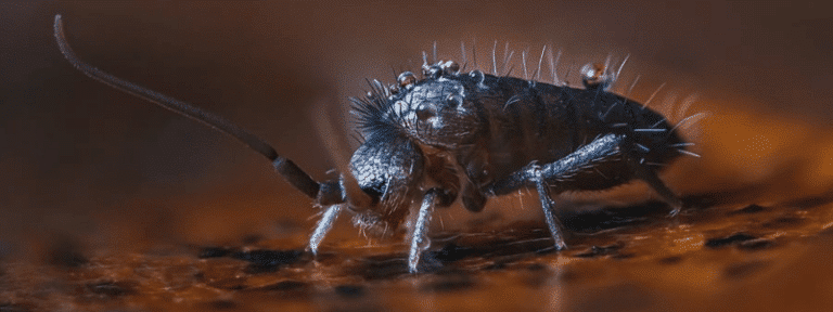 Why Do I Have Springtails in the Bathroom? - Insectek Pest Solutions