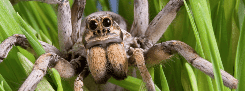 Are Wolf Spiders Poisonous?