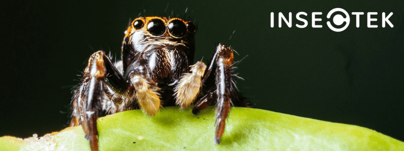 Do Jumping Spiders Bite?