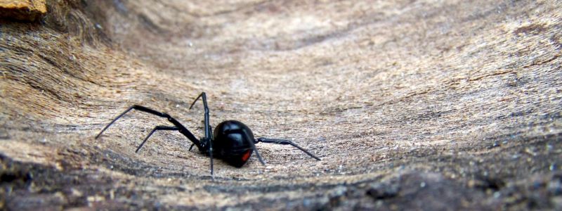 How to get Rid of Black Widow Spiders - Insectek Pest Solutions