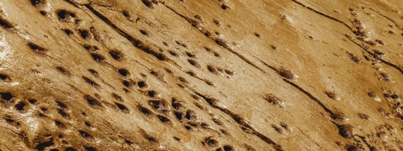 Termite mud tubes deals