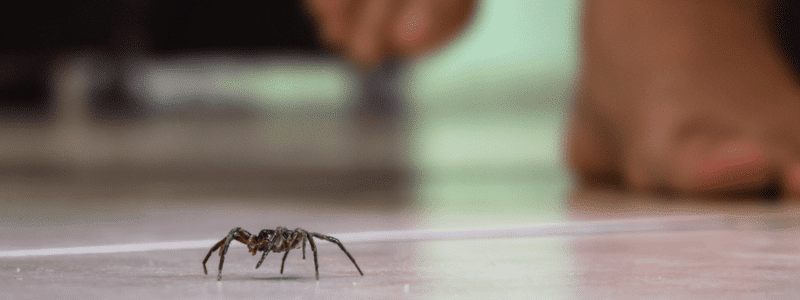 Common House Spider Pest Control Services