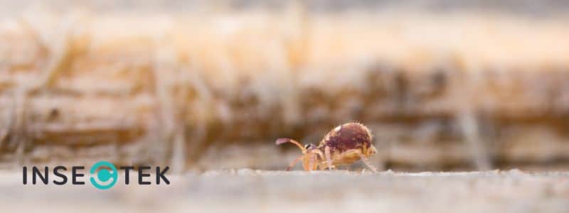 A Complete Homeowner's Guide to Springtails