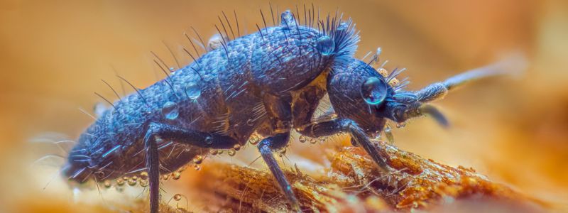 How to Get Rid of Springtails in Your Home