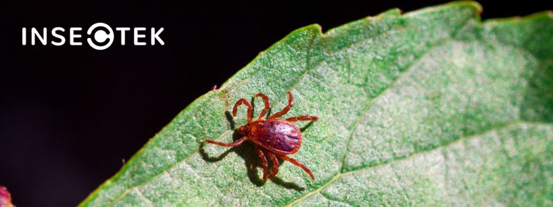 Chiggers shop in bed