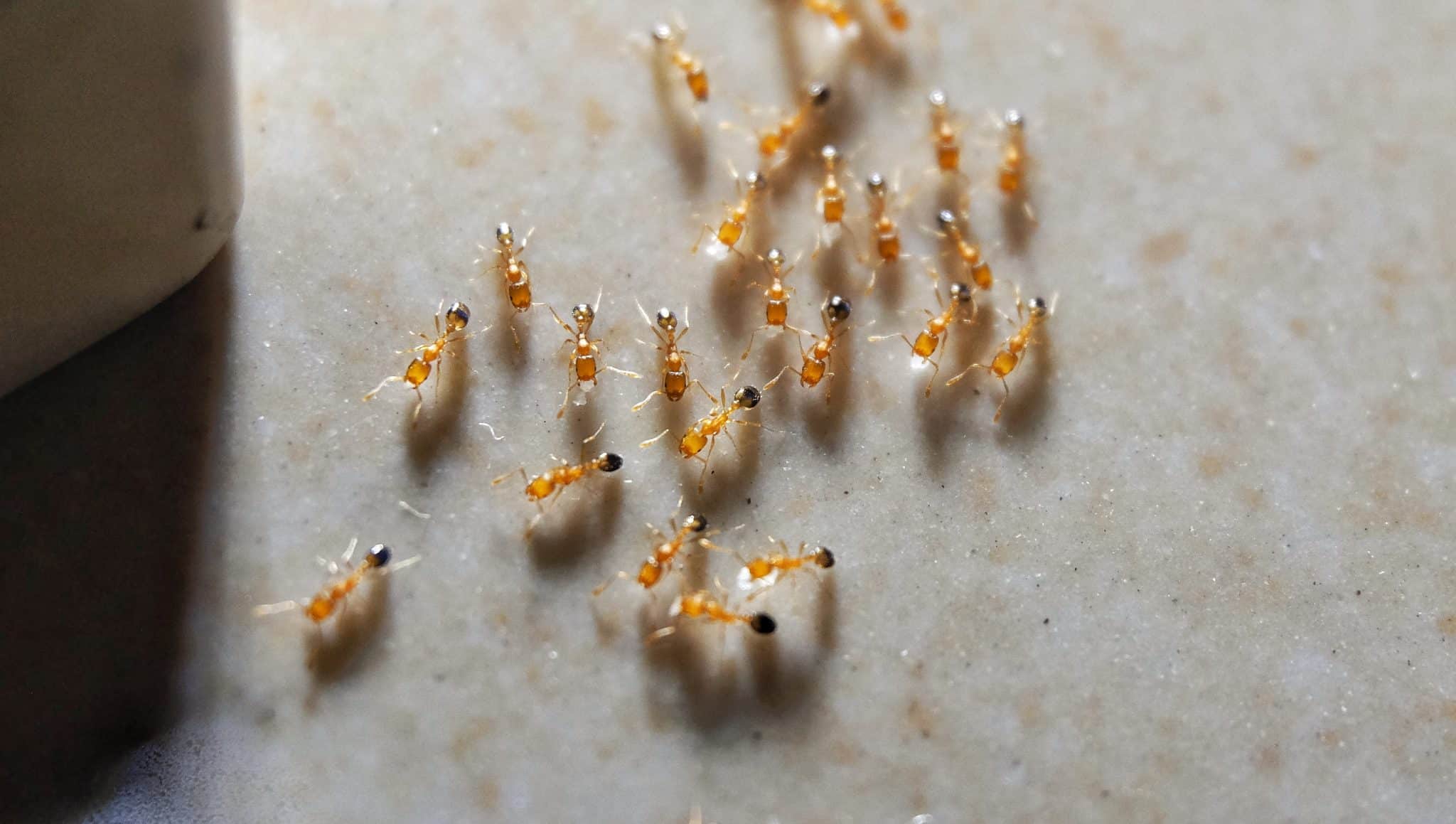 What to Do When You Get a Fire Ant Bite - Insectek Pest Solutions