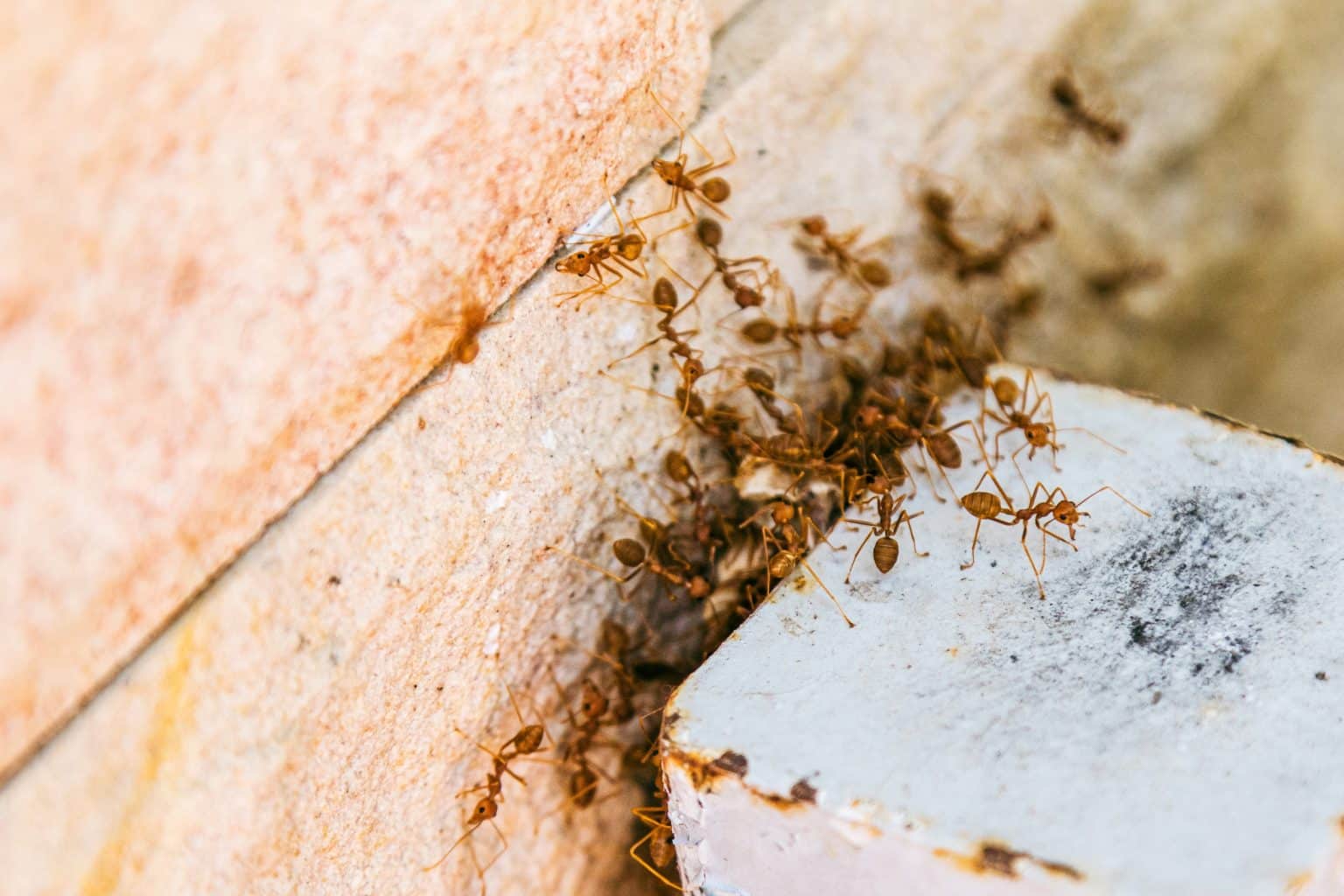 How to Prevent Fire Ants From Coming Back - Insectek Pest Solutions