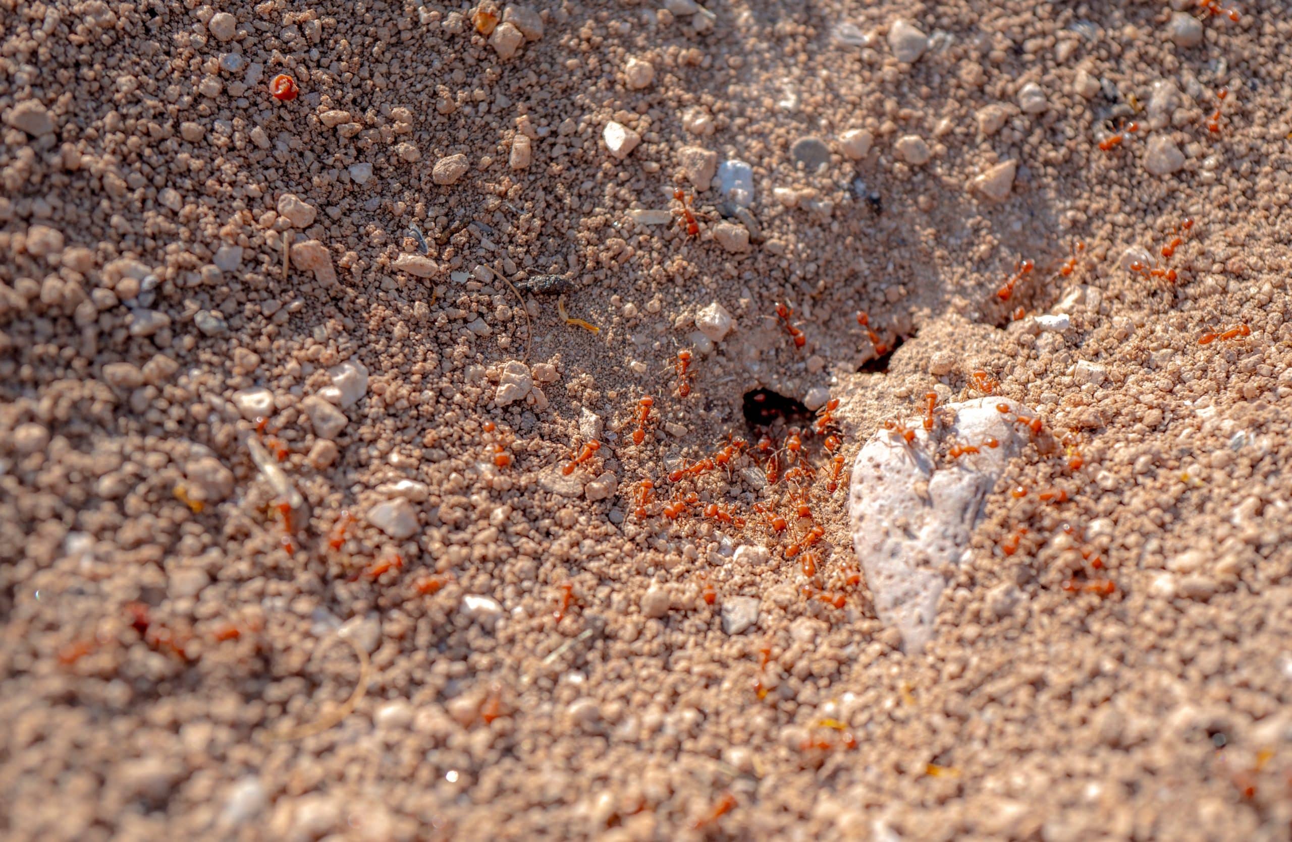 How to Kill a Fire Ant Infestation in a Garden