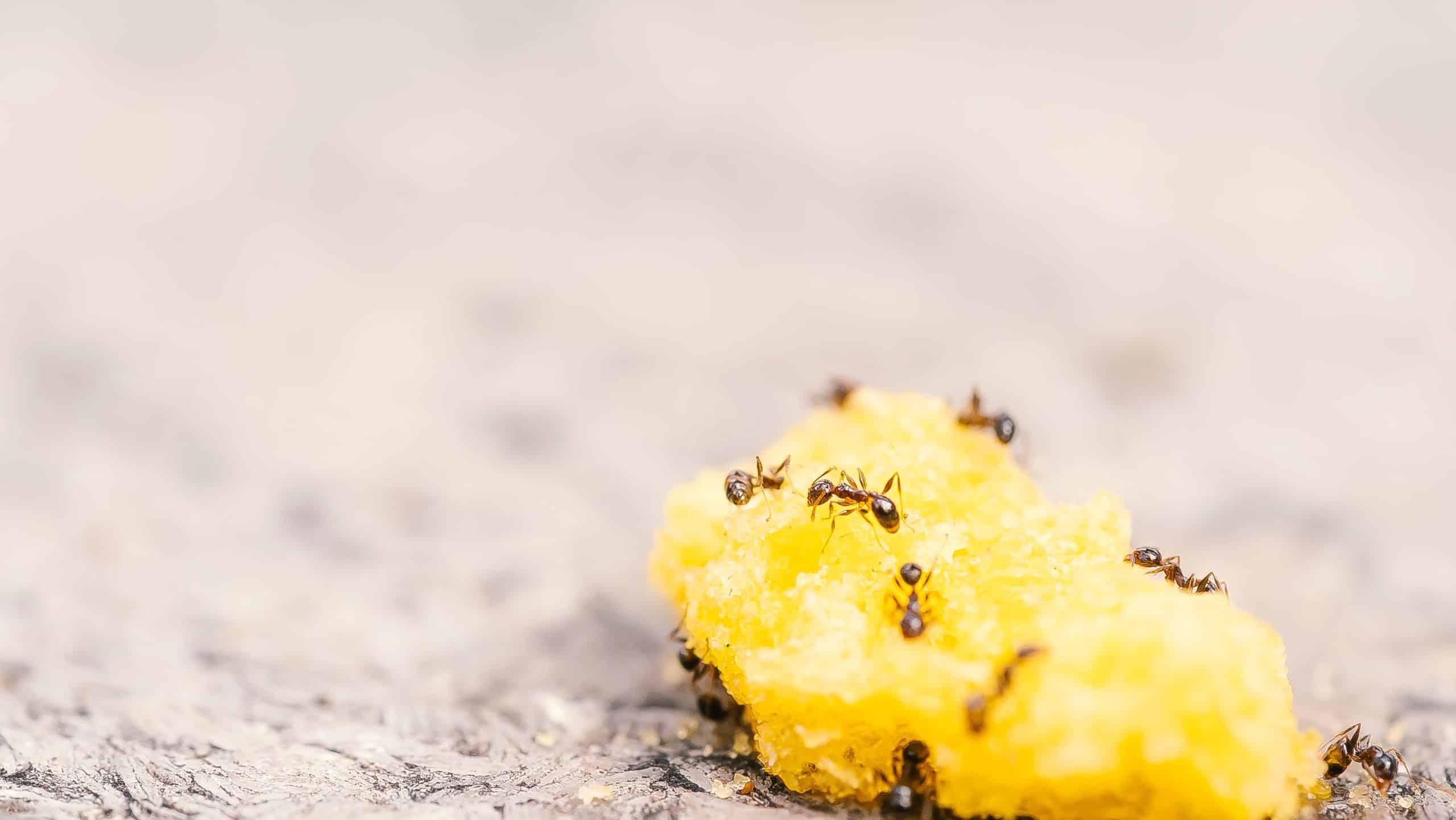 What Causes an Ant Infestation in Arizona?