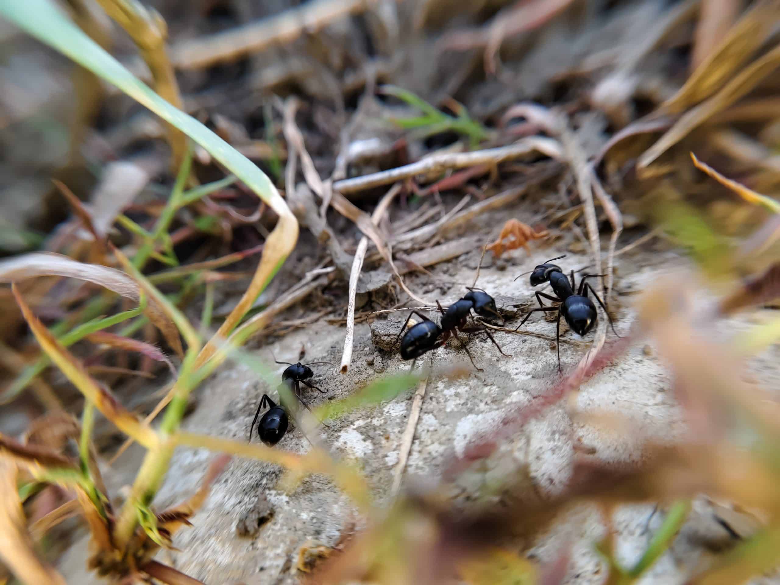 How to Get Rid of a Carpenter Ant Infestation