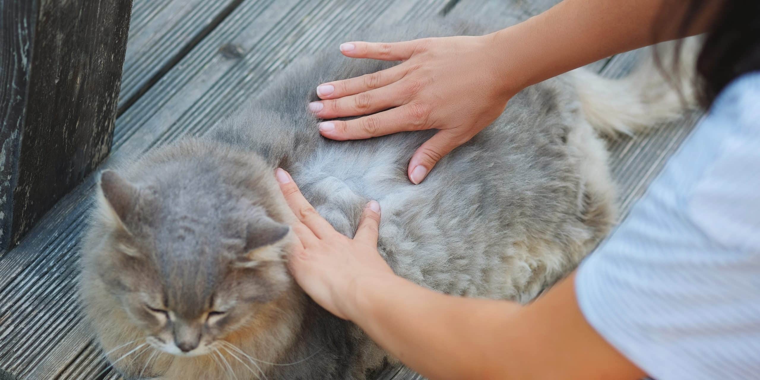 How to Prevent a Flea Infestation