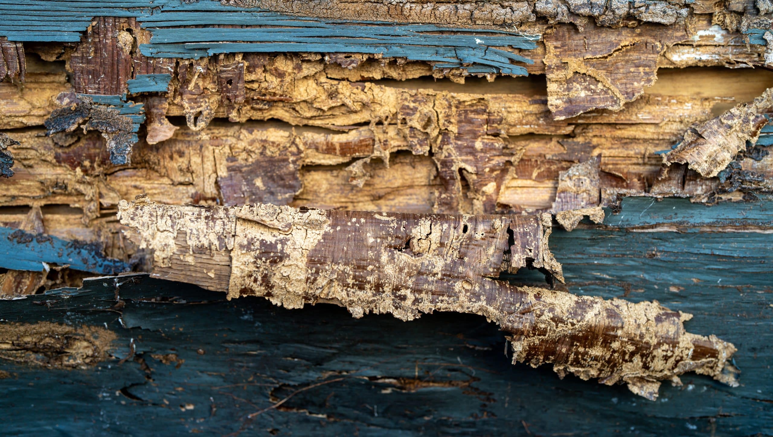 Protecting Your Arizona Investment – Why Annual Termite Inspections are Non-Negotiable for Phoenix Homeowners